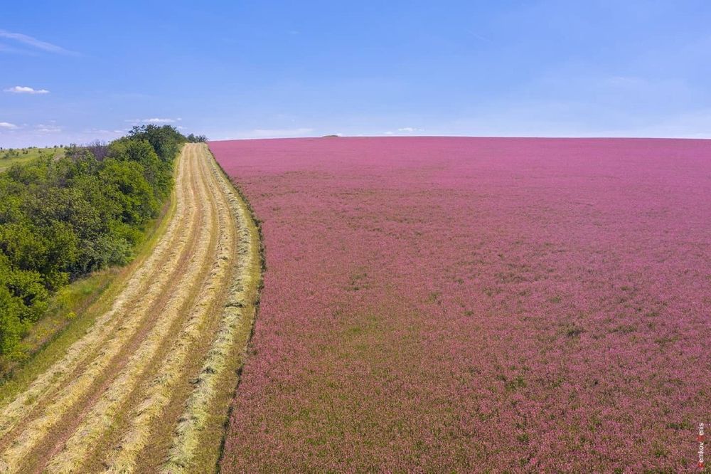 Семена Эспарцета