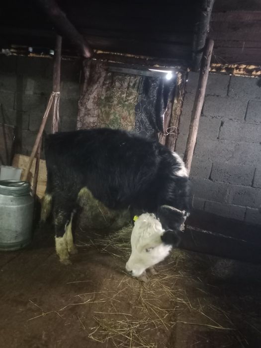 Продам бычков упитанные