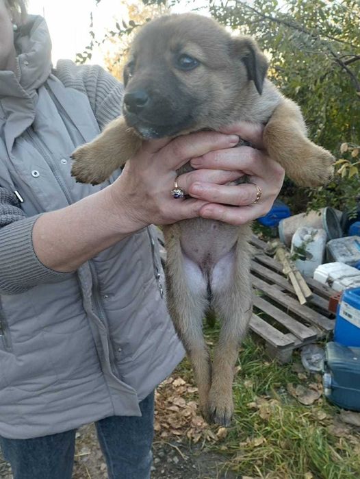 Щенкам нужен дом!