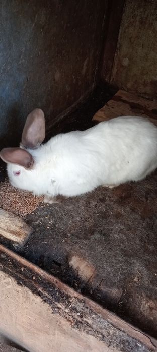 Vând iepuri de toate vârstele