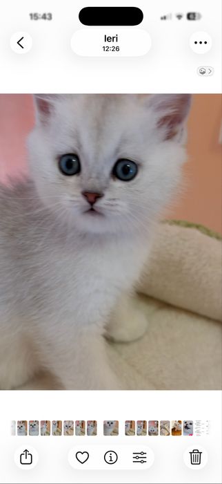 Britsh short si long hair silver point