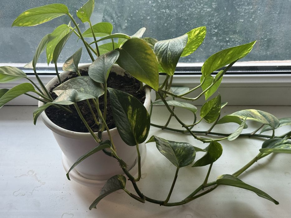 Продам эпипремнум юг