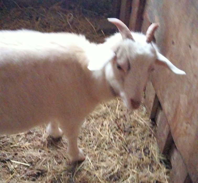 Продам коз и козлят