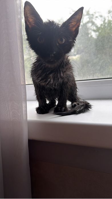 Котенок в добрые руки