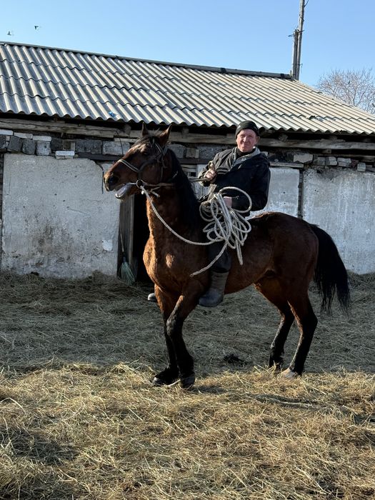 Продам жерпбца иноходец