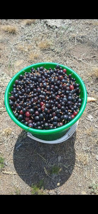 Продам смородины дикая