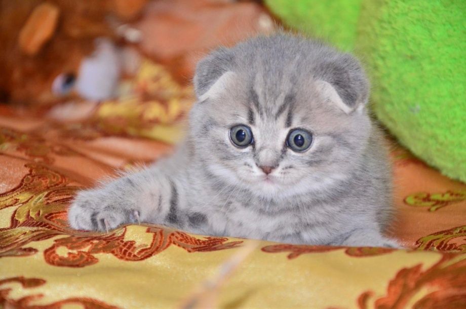 Котята шотландские вислоухие красивые