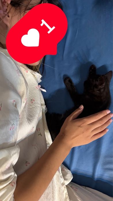 Черная кошка  мальчик