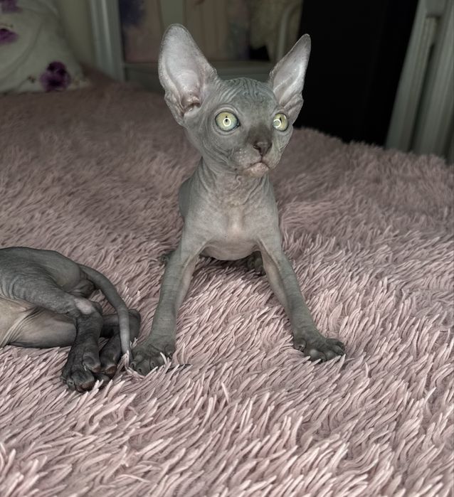 Котята сфинкса.