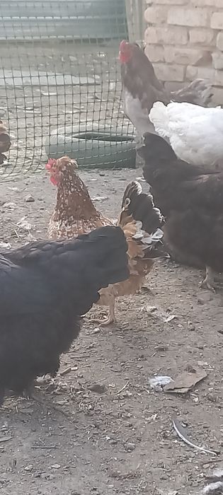 Продам семью хохлатых кур