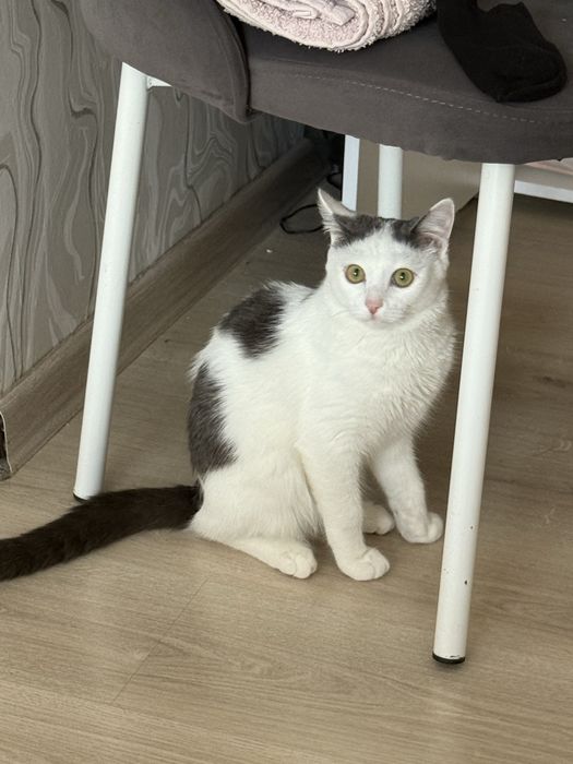 Котёнок добрые руки