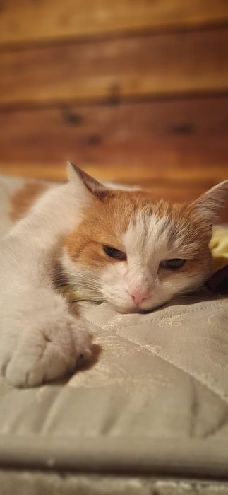 Солнечный котик ищет дом