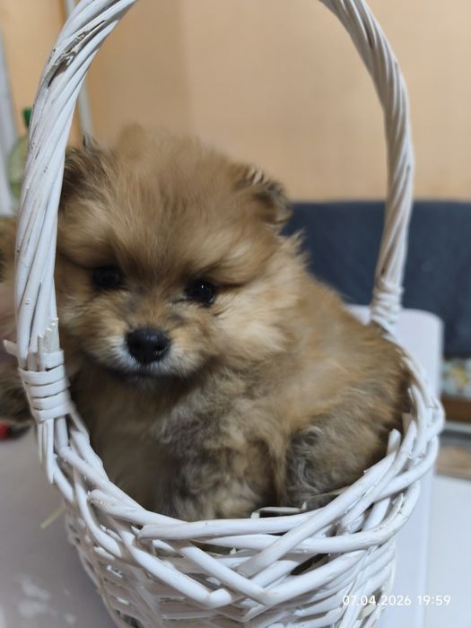 Продам щенков малого шпица