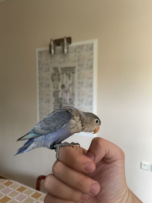 Идеальный ручной попугайчик неразлучник продается