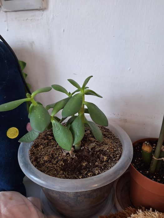 Продам комнатные цветы