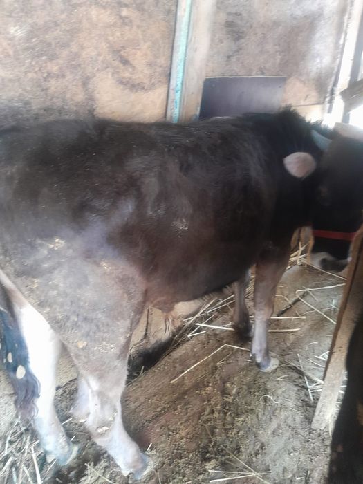 Сельхоз животные.