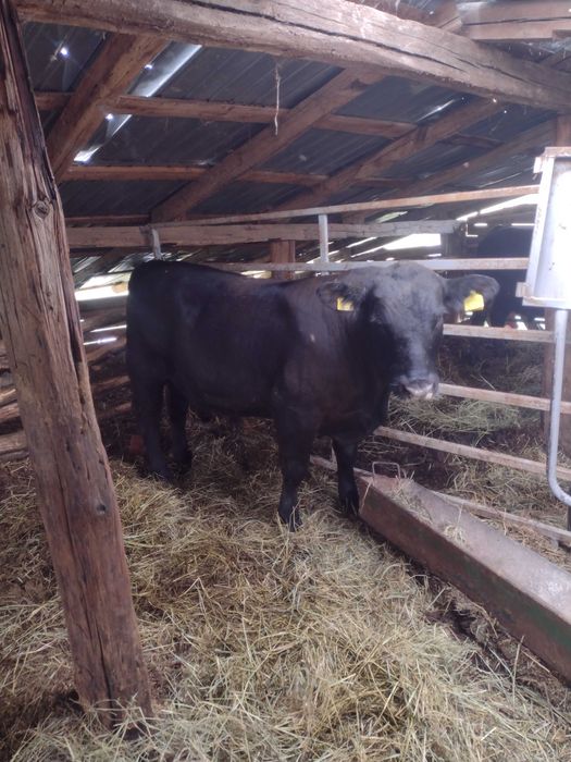Vând tauri Angus