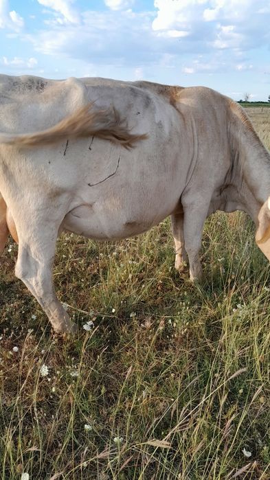 Vând 2 Vaci bune de lapte 8000 de lei Bucata