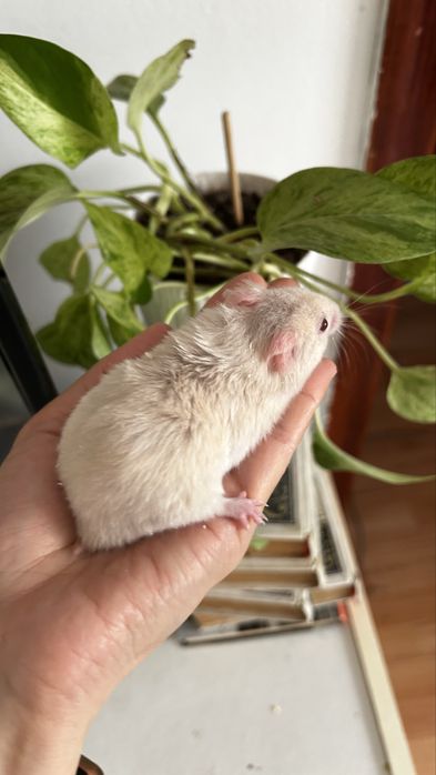 Хомяк сирииец 2 мес