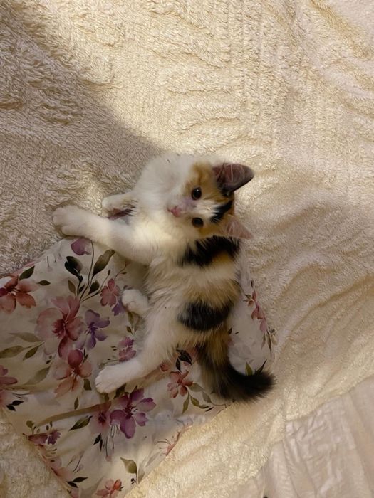 Котенок в добрые руки