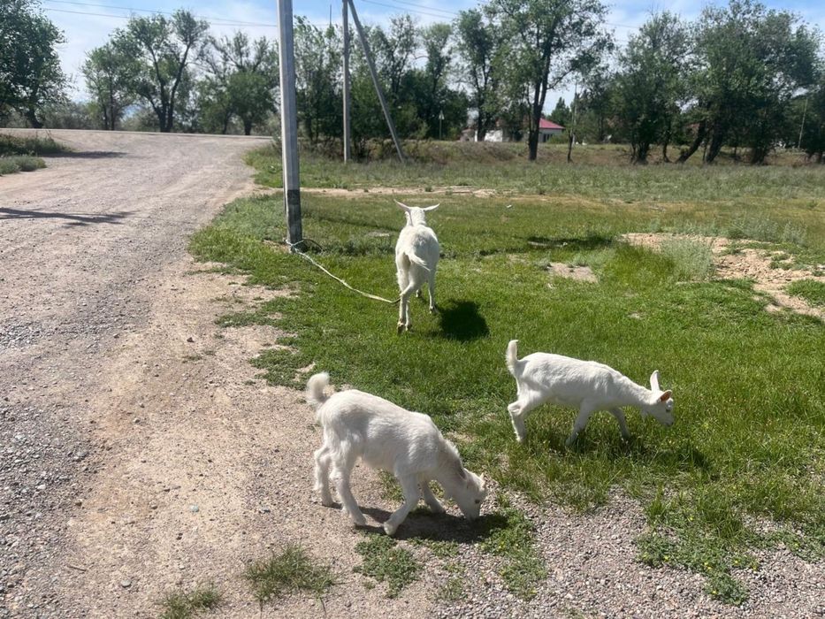 Зааненская коза (заанен сүтті ешкілері)