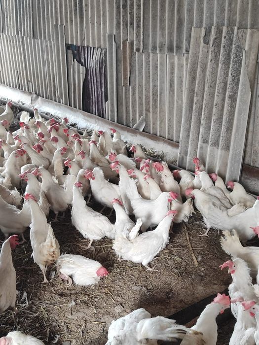 Продается курица