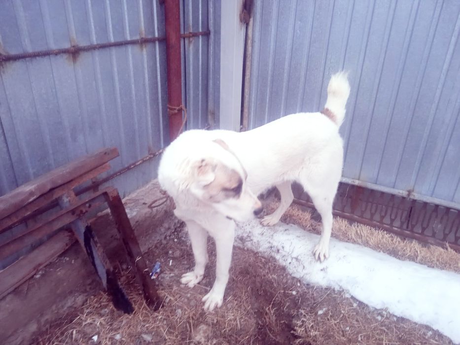 Продается собака алабай