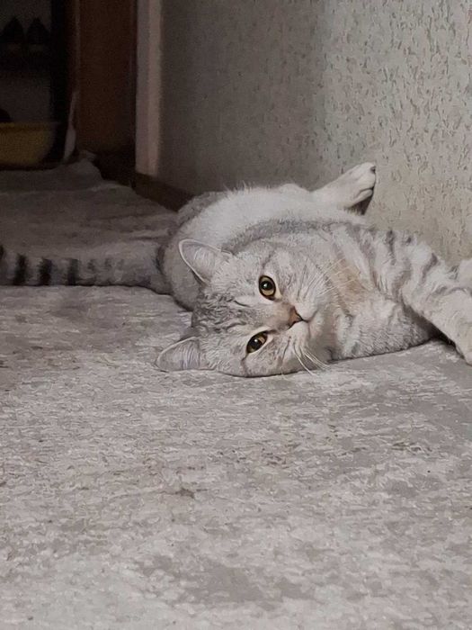 Для вязки Шиншила Баселл очень послушный