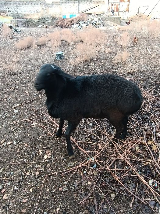 Кочкорлар сотилади Самарканд шахар