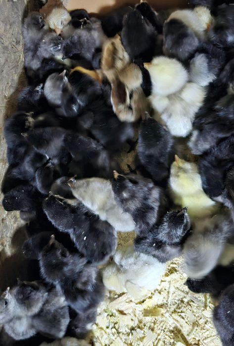 Продаются суточные цыплята