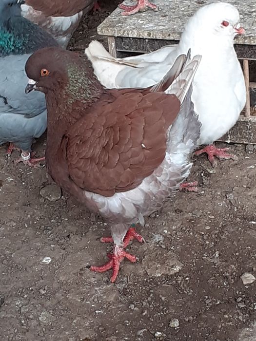 Vând porumbei rasa king Alba Iulia • OLX.ro