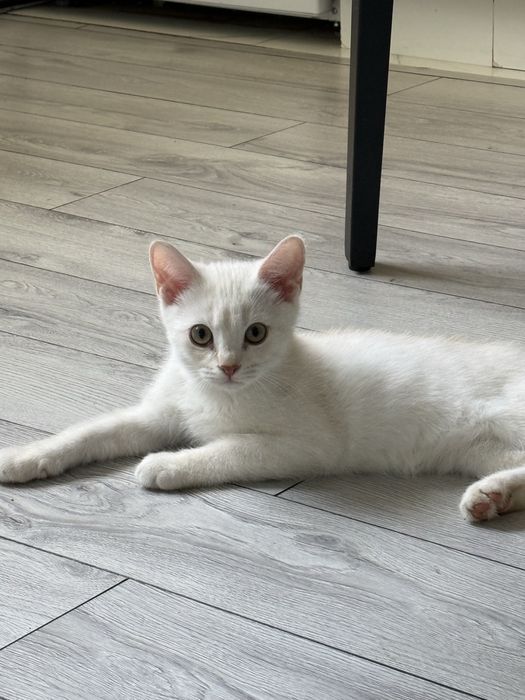 Котята в продаже