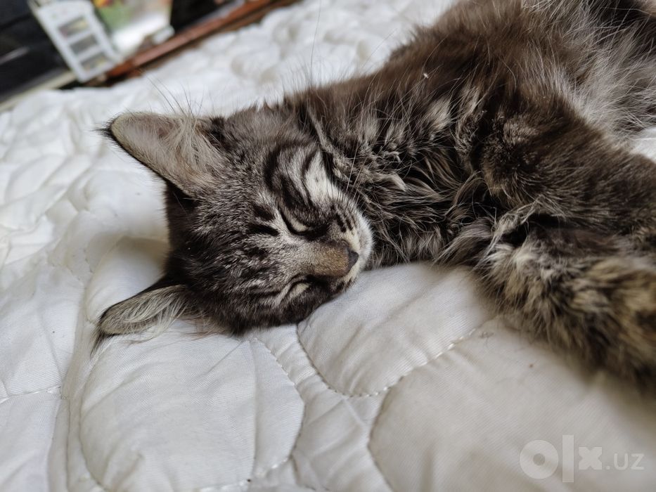 Котенок бесплатно в добрые руки