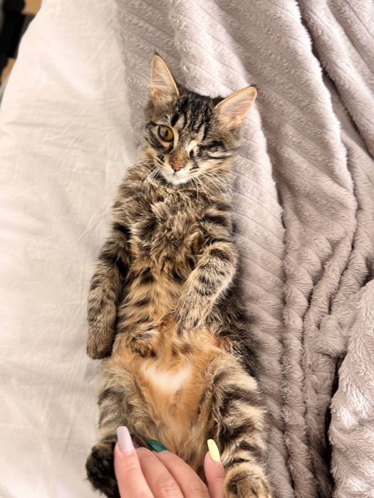 Котенок снайпер ищет дом, с приданным