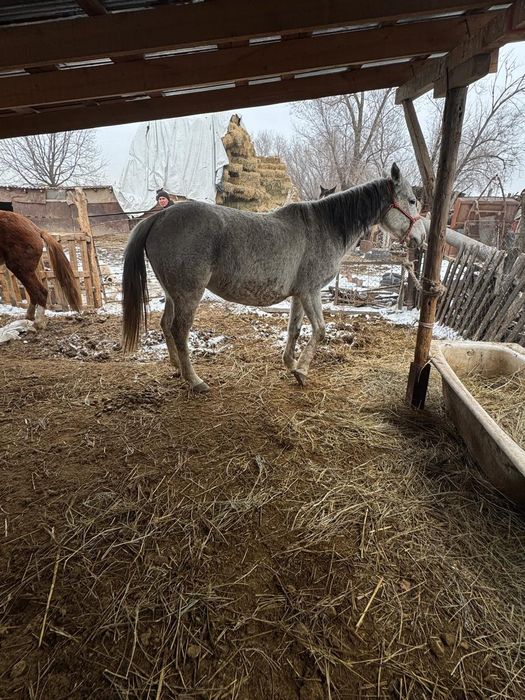 Бие кобыла байтал