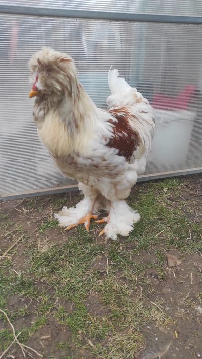 Петли струмски стандарт