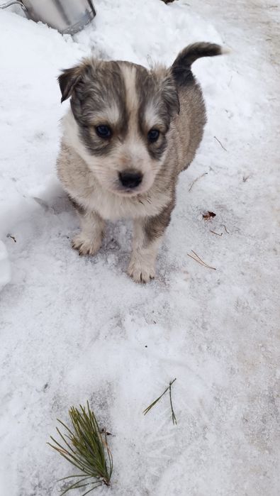 Отдам щенков дворняжки