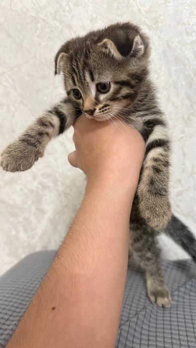 1,5 ай марғаулар сатылады