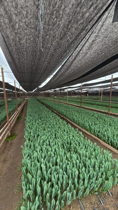 Тюльпаны тепличный Алматы