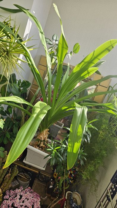 ДЛЯ БОЛЬШИХ ПОМЕЩЕНИЙ !!!   Продам ,диаметр 150 см