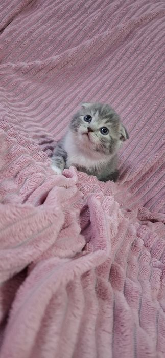 Скоттиш фолд котята шотландские