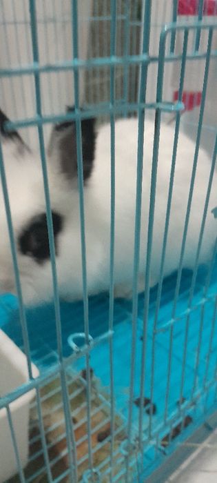 Декоративная кролика продам