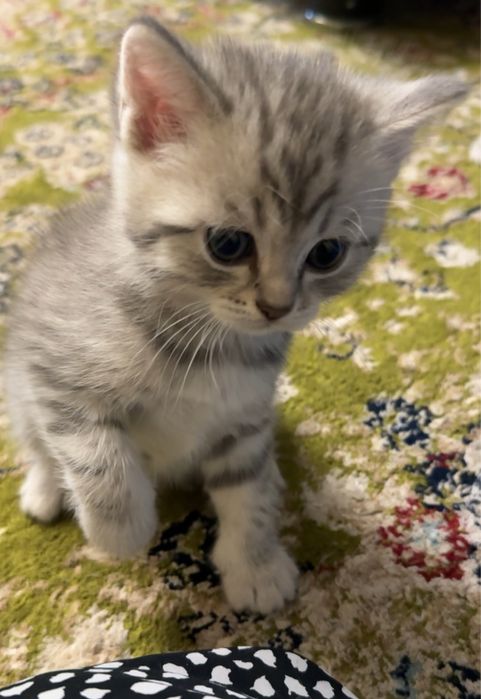 Британские котята
