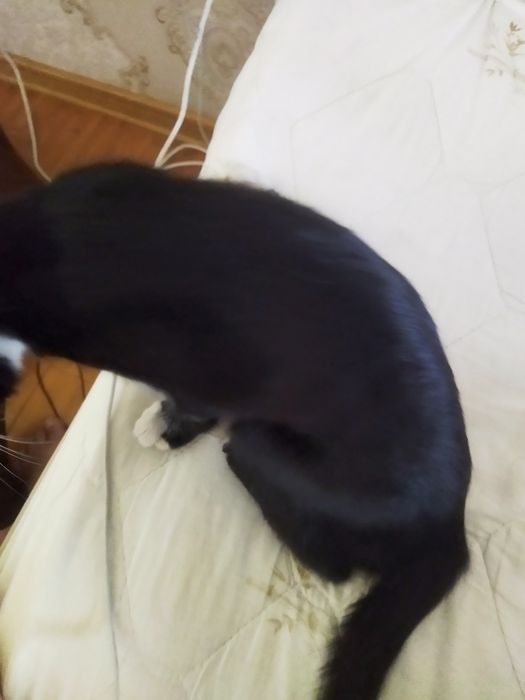 Котенок в добрые руки