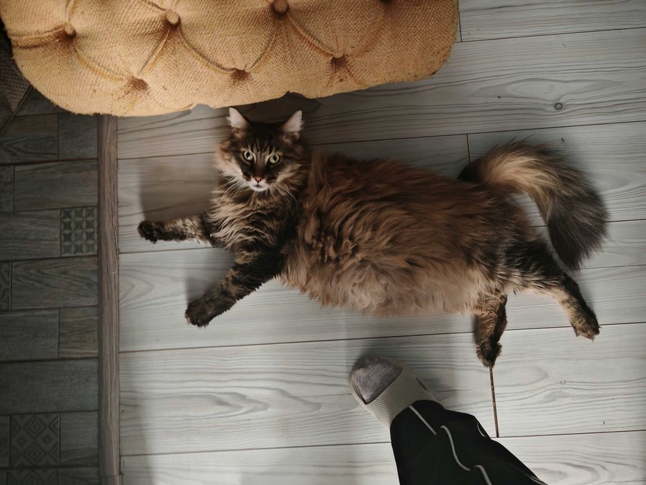 Потерялся кот Косшы
