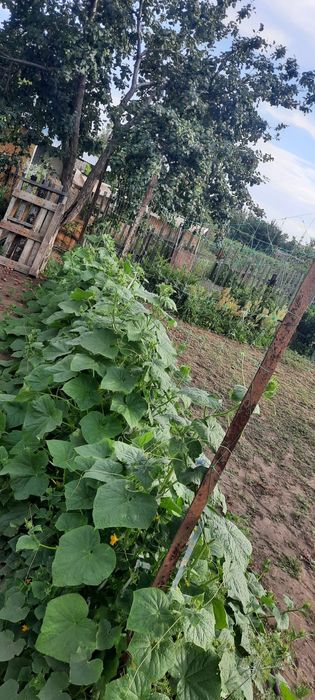 Продам дачу сад Здоровье