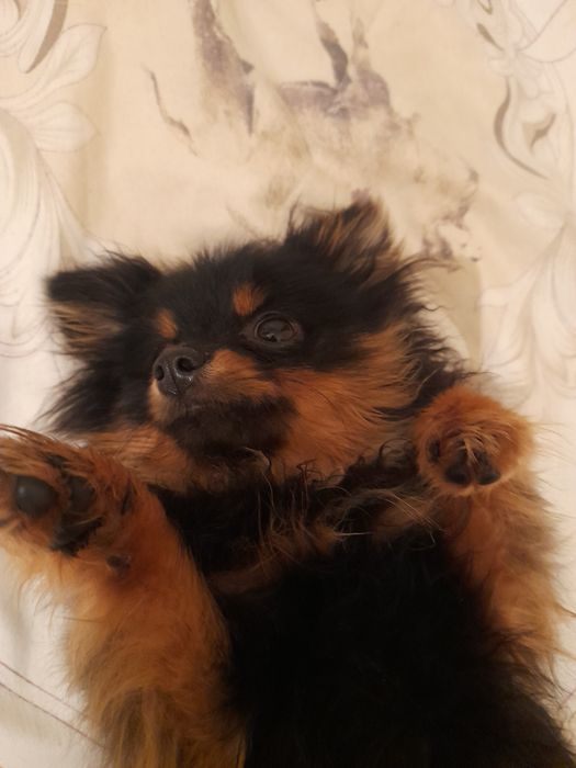 шпиц маленкие сабакие