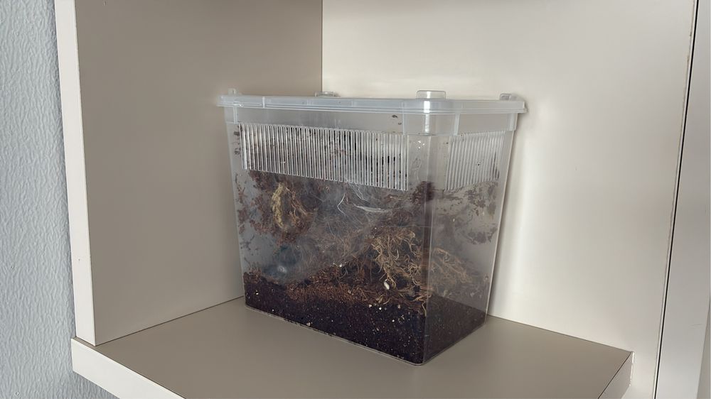 Паук-птицеед Caribena versicolor