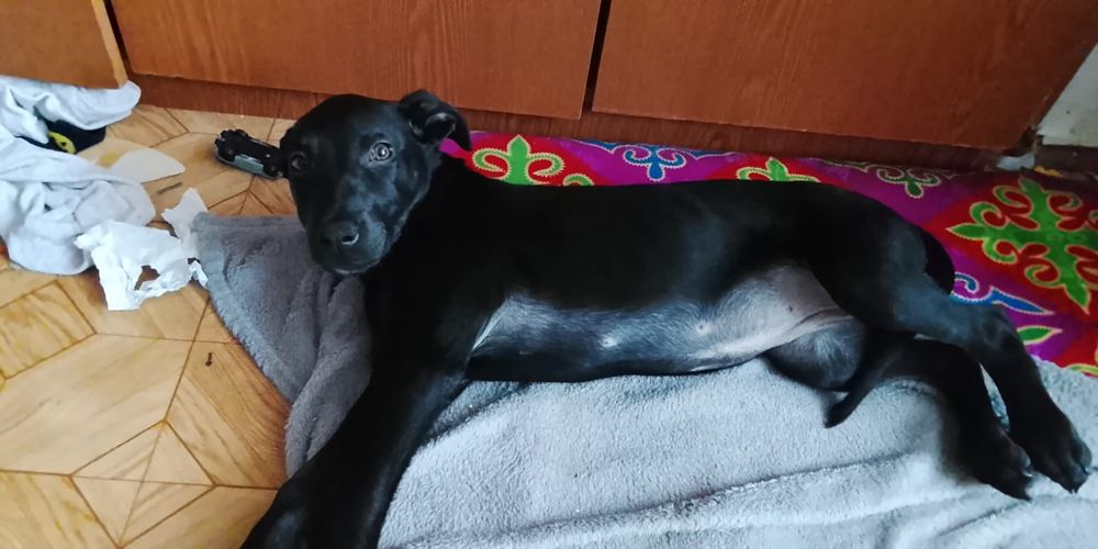 Щенок маленький в хорошие руки