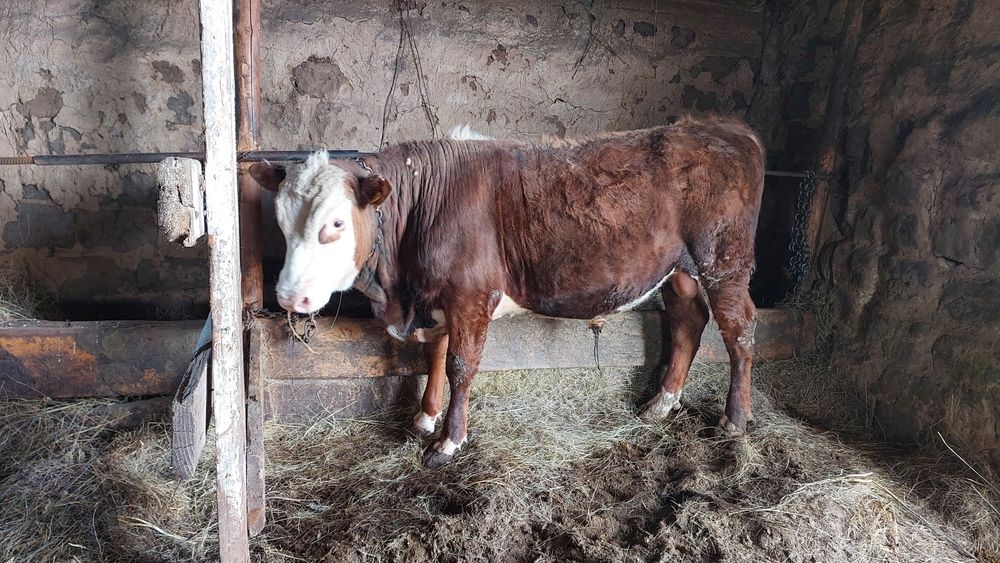 Продам быка с откорма